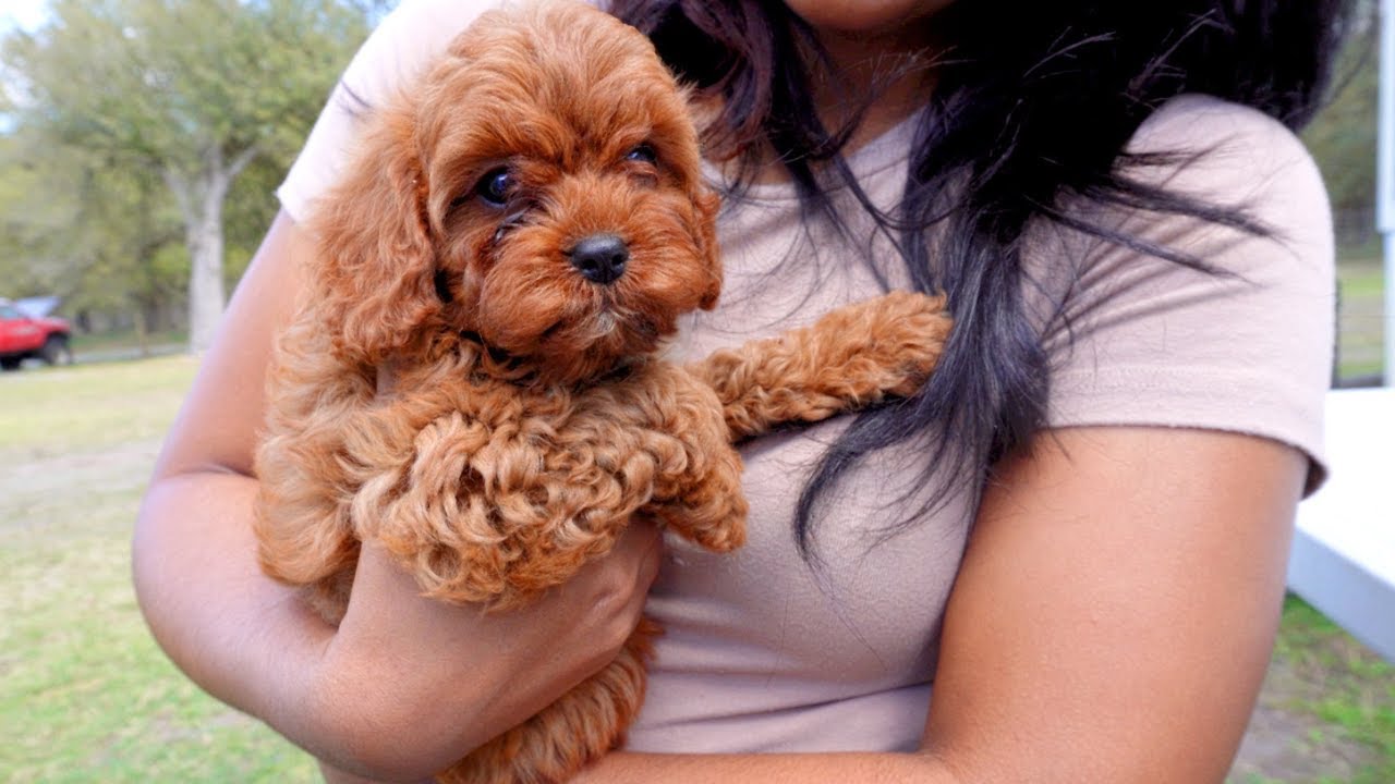 New Cavapoo Puppy