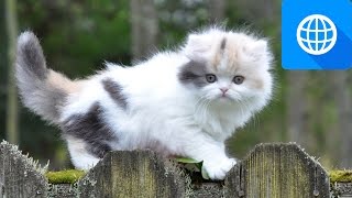 7 Smallest Cat Breeds by OnTheWeb 87,955 views 7 years ago 1 minute, 54 seconds