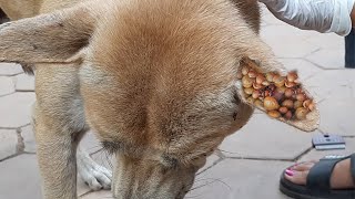 Million Take Care To Saved Dog | Get Rid Of Dog's Fleas And Ticks