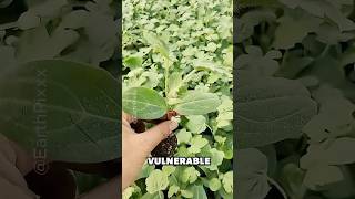 This Farming Trick Creates Better Watermelons