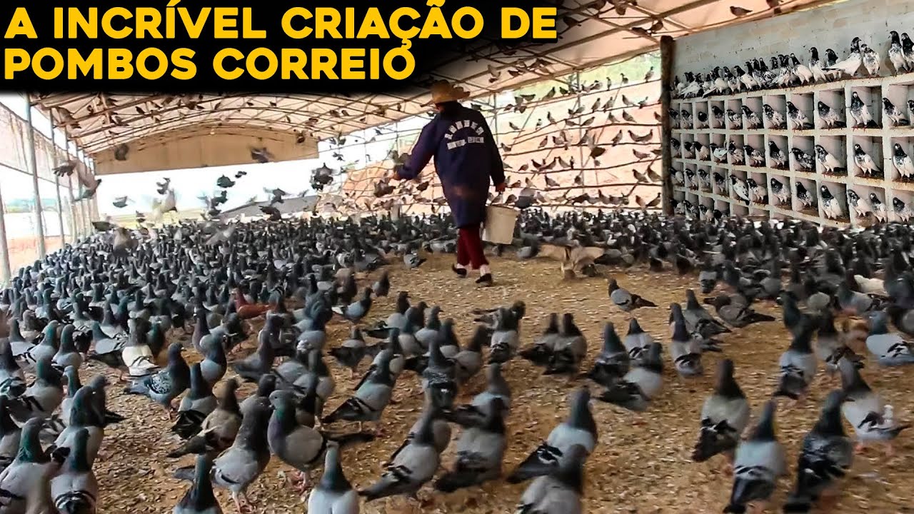 Plural De Pombo Correio - RETOEDU