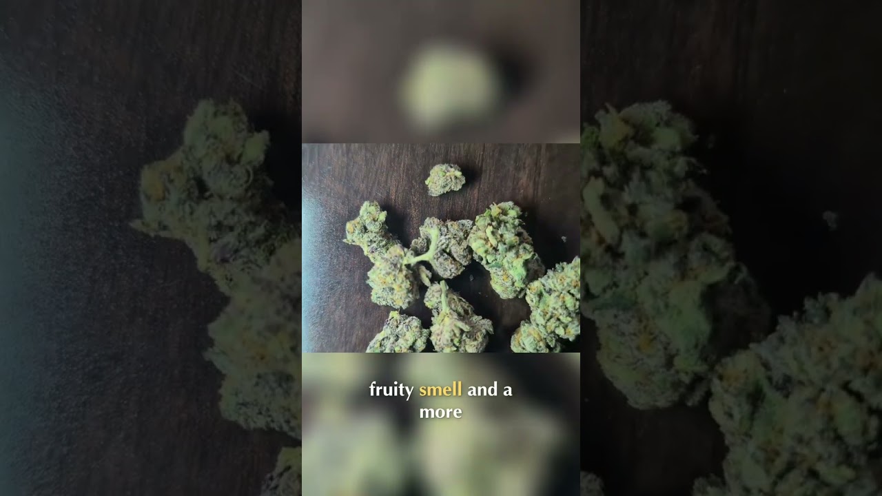 GSC vs. Blue Cookies: The Ultimate Cannabis Showdown! 