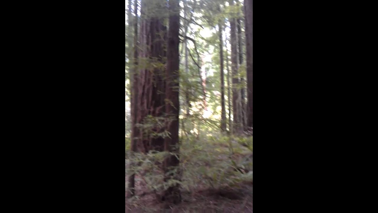 Humboldt Redwood State Park, CA - YouTube