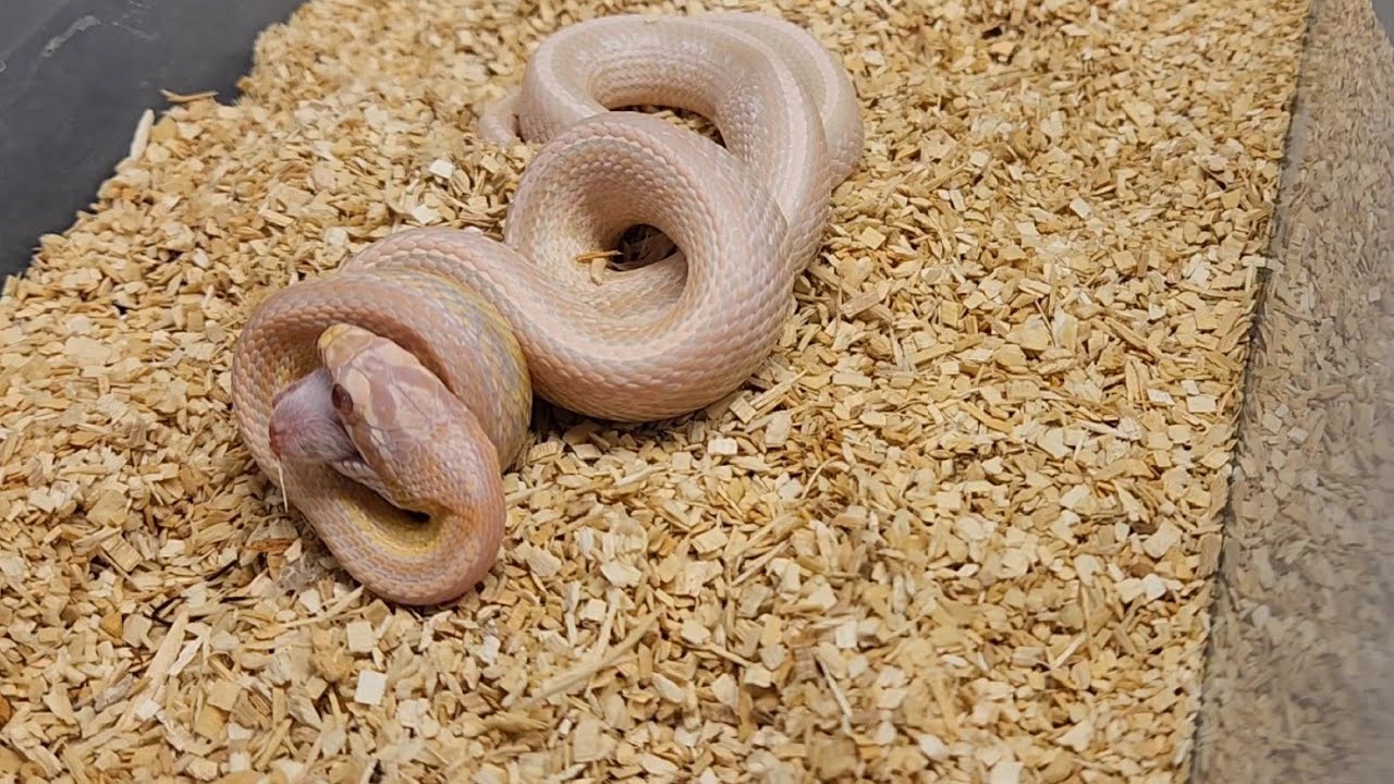 Rsd Coral Frozen-Thawed Snake Health preview