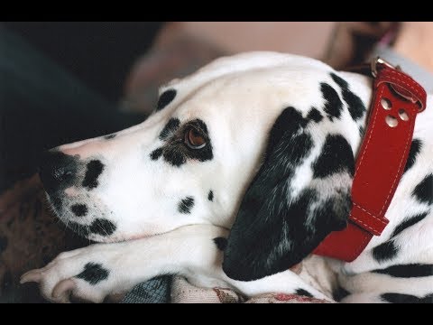 Video: Cómo Elegir Un Collar Antipulgas Para Tu Perro