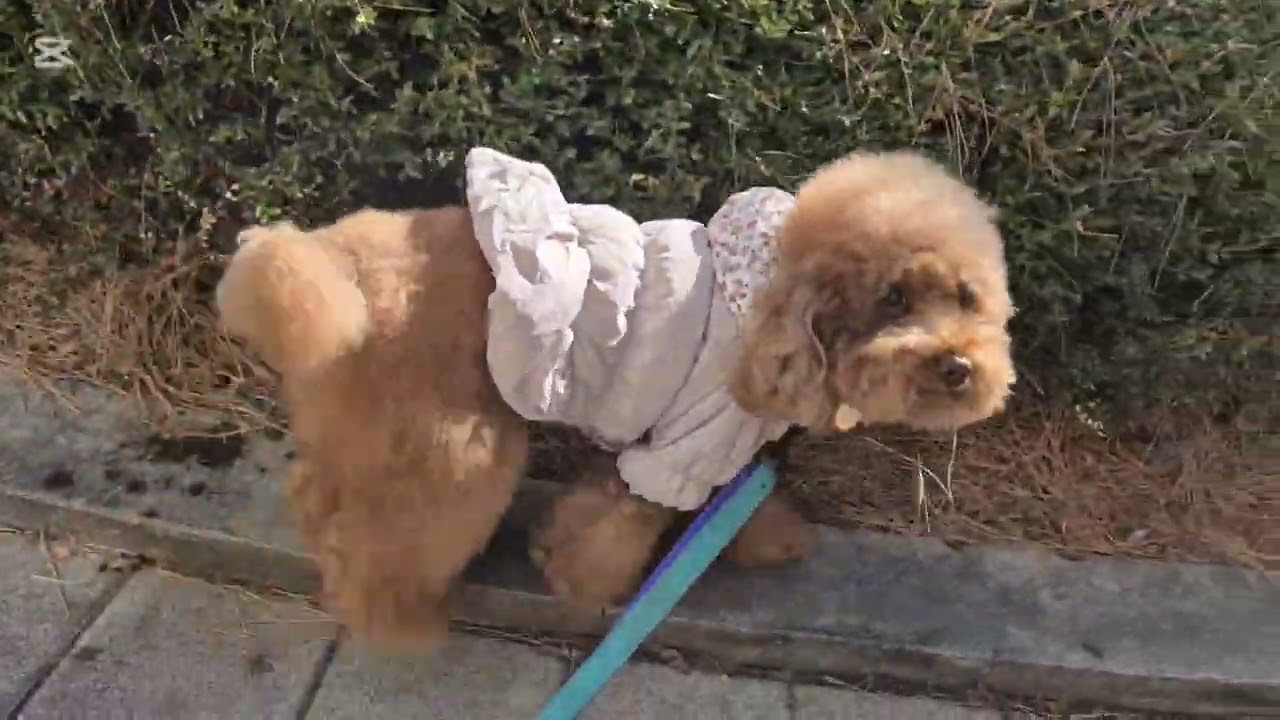 태양이 눈높이에서의 산책은 어떤 느낌일까? #오빠는#장난꾸러기#연상연하커플#만남#강아지산책