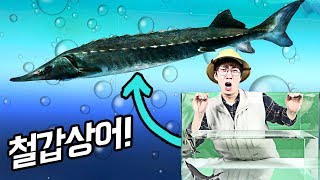 상어가 나타났다! 철갑상어 관찰! _ 에그박사