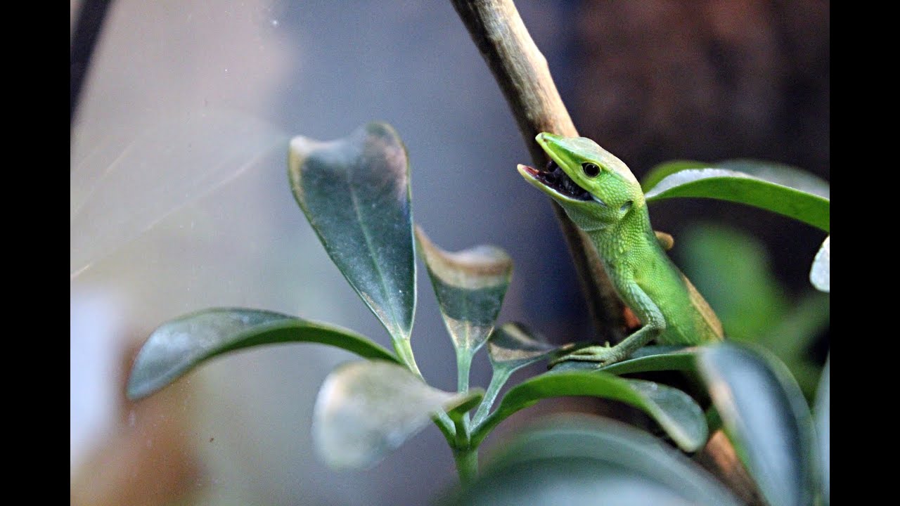 Reptile Expo In Japan 2015Pickups Kyushu Reptile Festival[HD] YouTube
