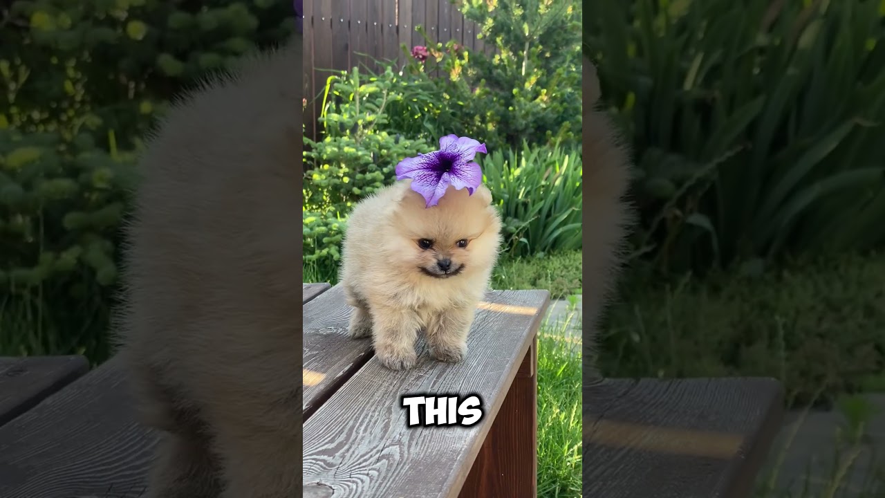 If you see this dancing plants in forest leave immediately 😮🏃‍♂️