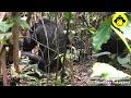Mother–Infant Bonobos Grooming!【Observations of Bonobos #207】