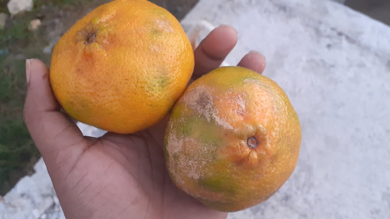 Growing Tangerine From Seeds! Different Varieties! YouTube