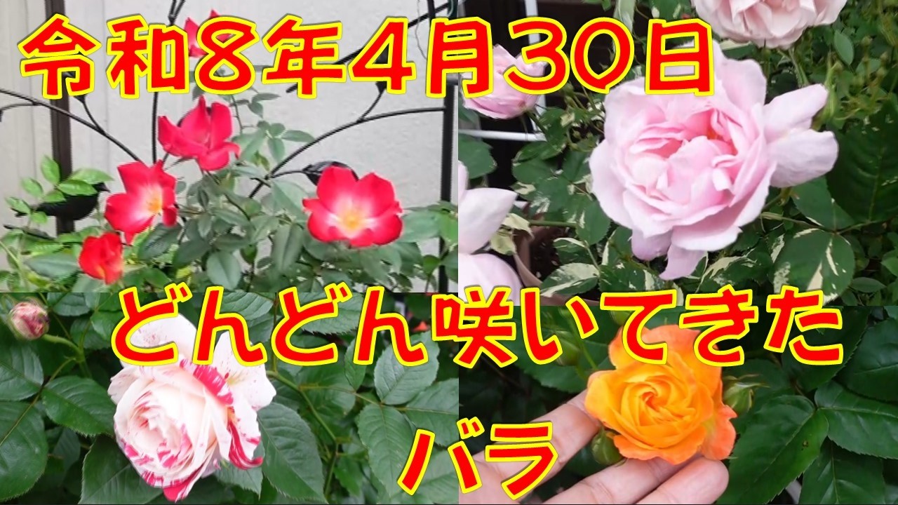 🌹バラ🌹】令和8年(2026年)4月30日 バラがどんどん咲いて来ました