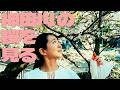 神田川の桜を見る回 #sakura #桜 #お花見スポット