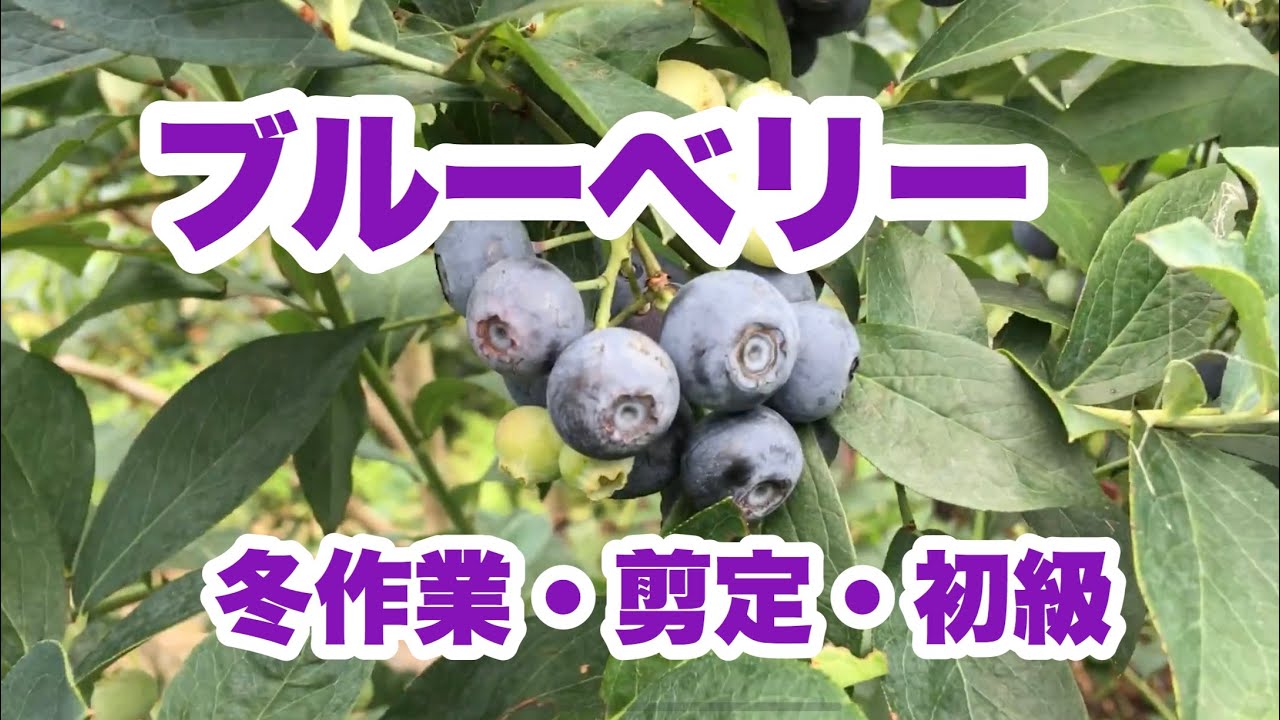 ブルーベリー冬作業・剪定・初級