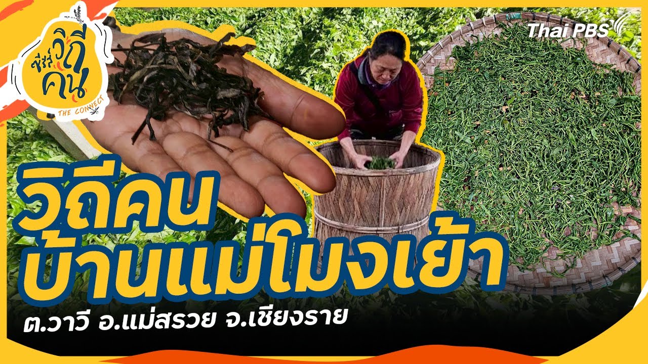 บ้านแม่โมงเย้า ต.วาวี อ.แม่สรวย จ.เชียงราย | ซีรีส์วิถีคน