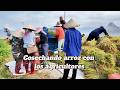Día de la cosecha rural vietnamita | Escenas de la cosecha de arroz en el apacible campo