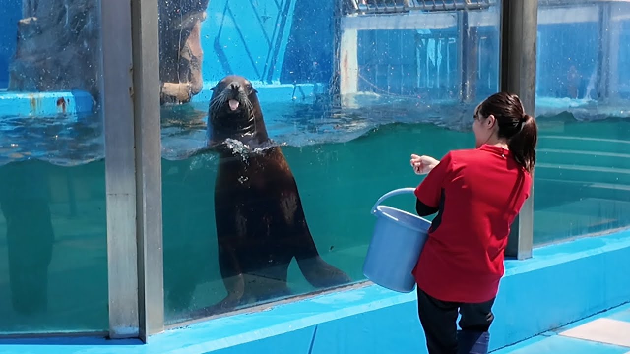 トドのお食事タイム  伊勢シーパラダイス  24.07.22