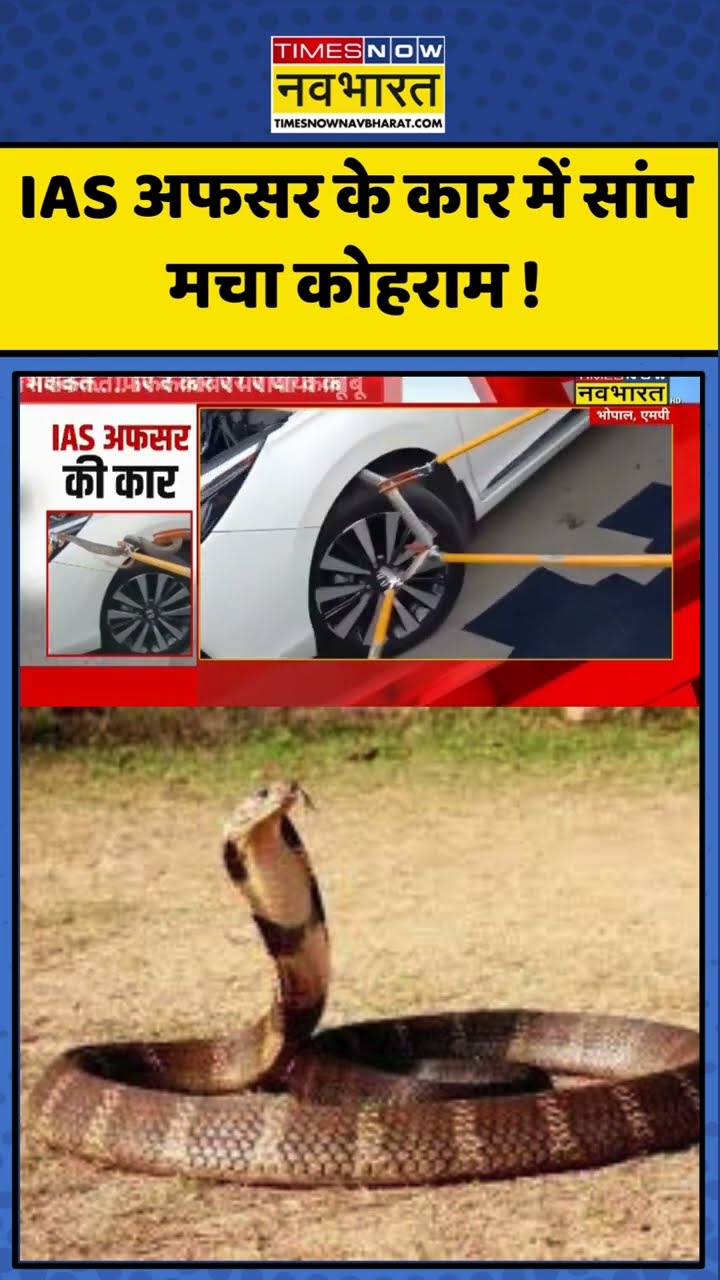 Cobra Snake In Car: IAS अधिकारी की कार में सांप... फिर देखिए क्या हुआ ? #shorts