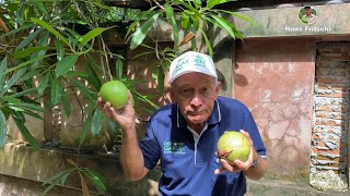The suicide tree is often planted in Thai gardens, Ep.28