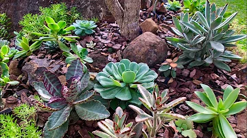 Onde plantar suculentas no jardim?