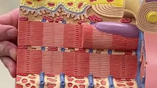 Sarcomere Model