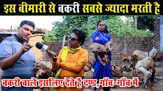 इस बीमारी से सबसे ज्यादा बकरी मरती है। Saving Chhattisgarh Goats: "Sudhir sir goat farming Solution