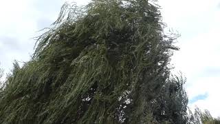 The Wind In The Willows