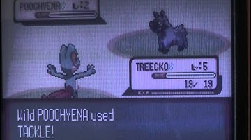 ISHC: Shiny Treecko in Ruby (Soft Reset)