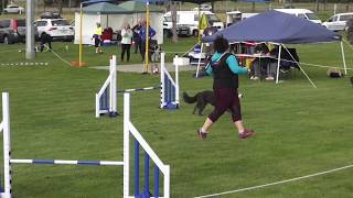 State Trial 2o17 Top Dog Agility by kayladene 428 views 6 years ago 12 minutes, 21 seconds