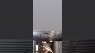 #gray java sprrow birds