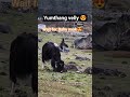 yumthang velly 😍