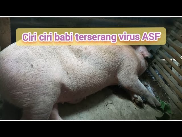 Ciri ciri Babi terserang virus ASF class=