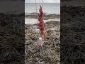 Got to love a nice bag rag worm sting ray bait up with at Slam Fish Isle of Wight #fishinglife