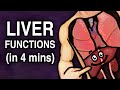 The liver  functions