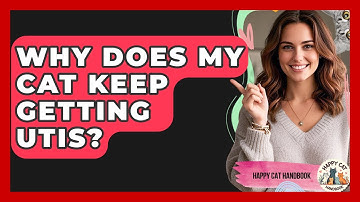 Why Does My Cat Keep Getting UTIs? - Happy Cat Handbook