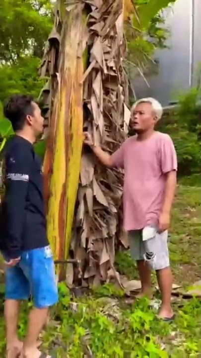 Kena getah pisang kang sule (salam dari cimahi)