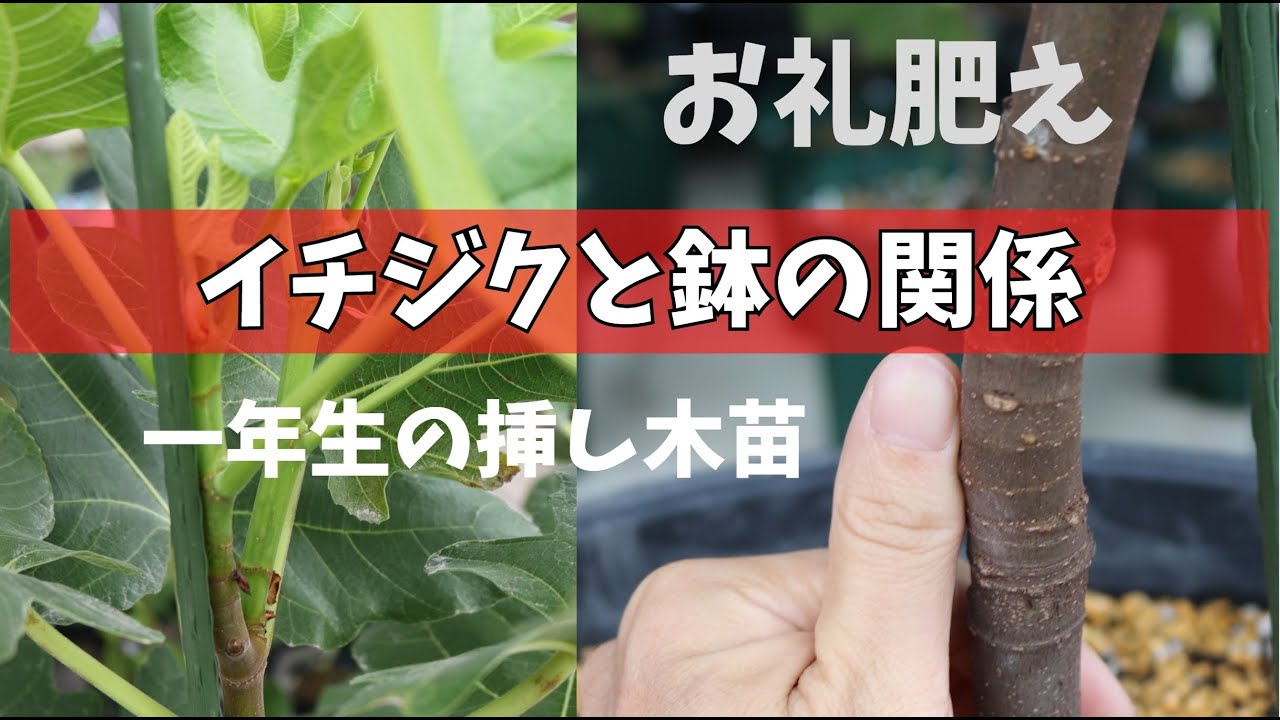 イチジク これって同一品種なの イチジクの名前の話です Youtube