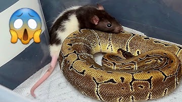 Warning | Ball Python Wraps Rat | Live Feeding