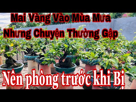 #2023 chăm sóc mai vàng những lúc mua nhiều _ chăm sóc mai vàng vào mùa mưa