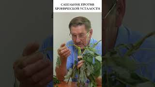 Сабельник против хронической усталости 🌿 #фитотерапия  #травы