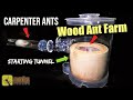 Giving My Carpenter Ant Colony a New Wooden Ant Farm