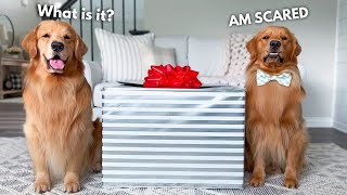 What's In The Box?!
