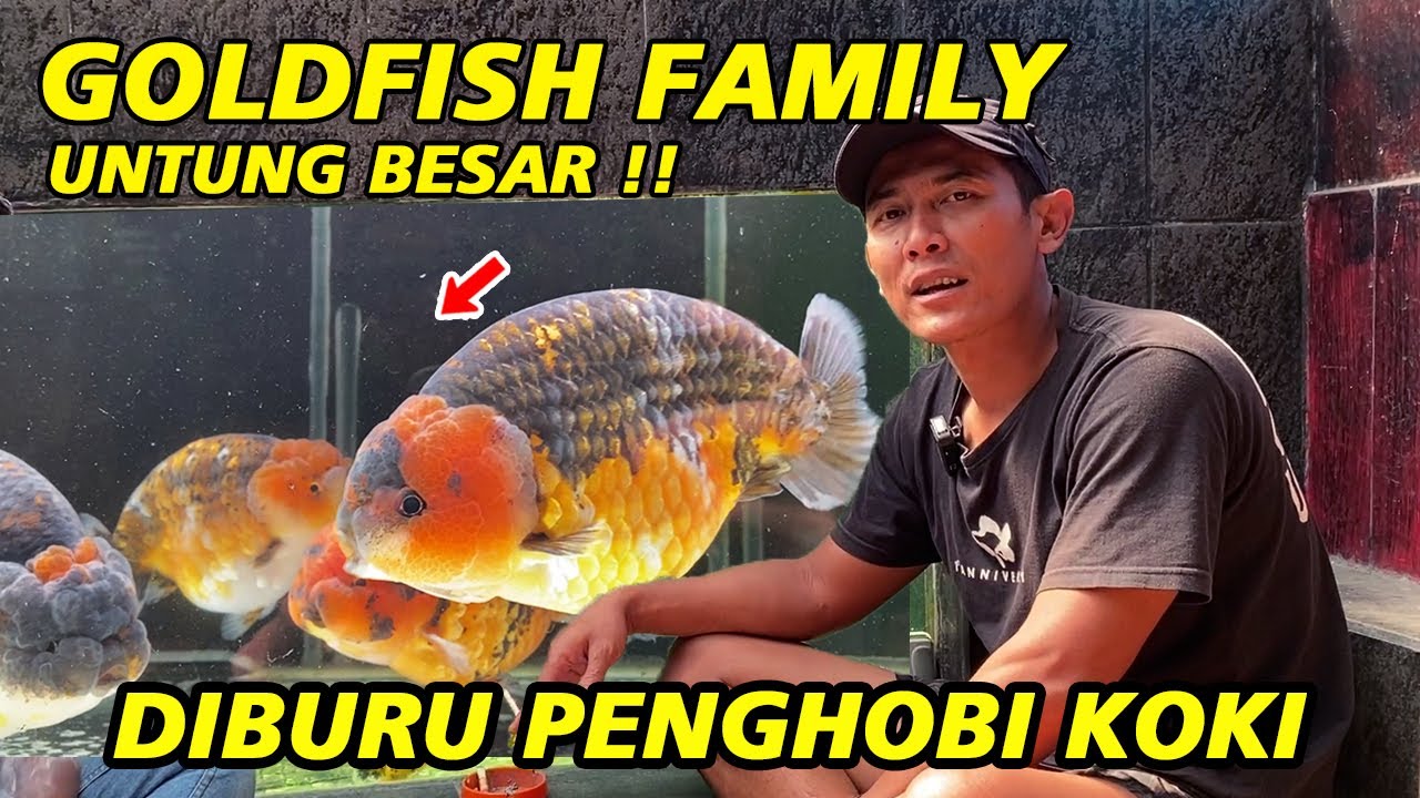 Untung Besar ‼ Diburu Para Penghobi Ikan Mas Koki - Goldfish Family Tulungagung