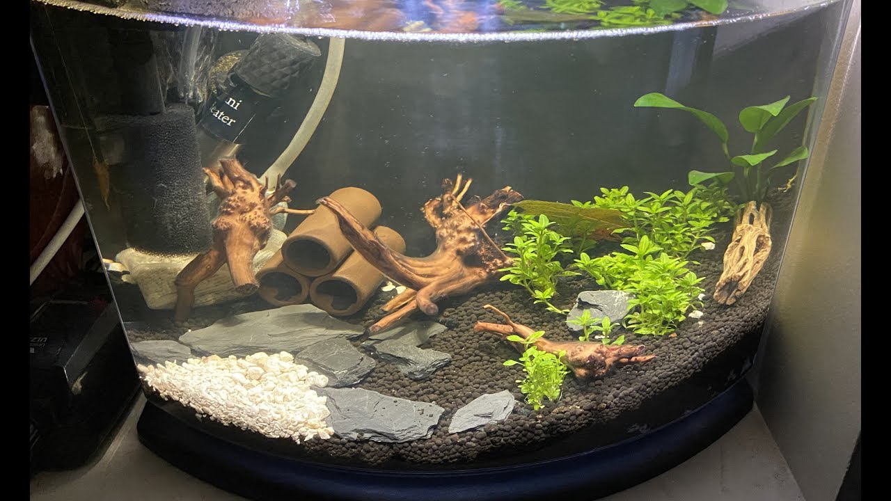 Aqueon 5 gallon Smart Clean tank : ( Mexican Dwarf Crayfish and Amano Shrimp).