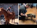 Man Becomes Animal Chiropractor