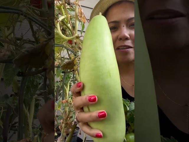 HARVEST SEASON FROM MY PATIO #shorts #harvest #short class=