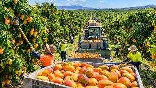 How Australian Farmers Harvest Thousands of Tons of Mangoes  | Mango Farm