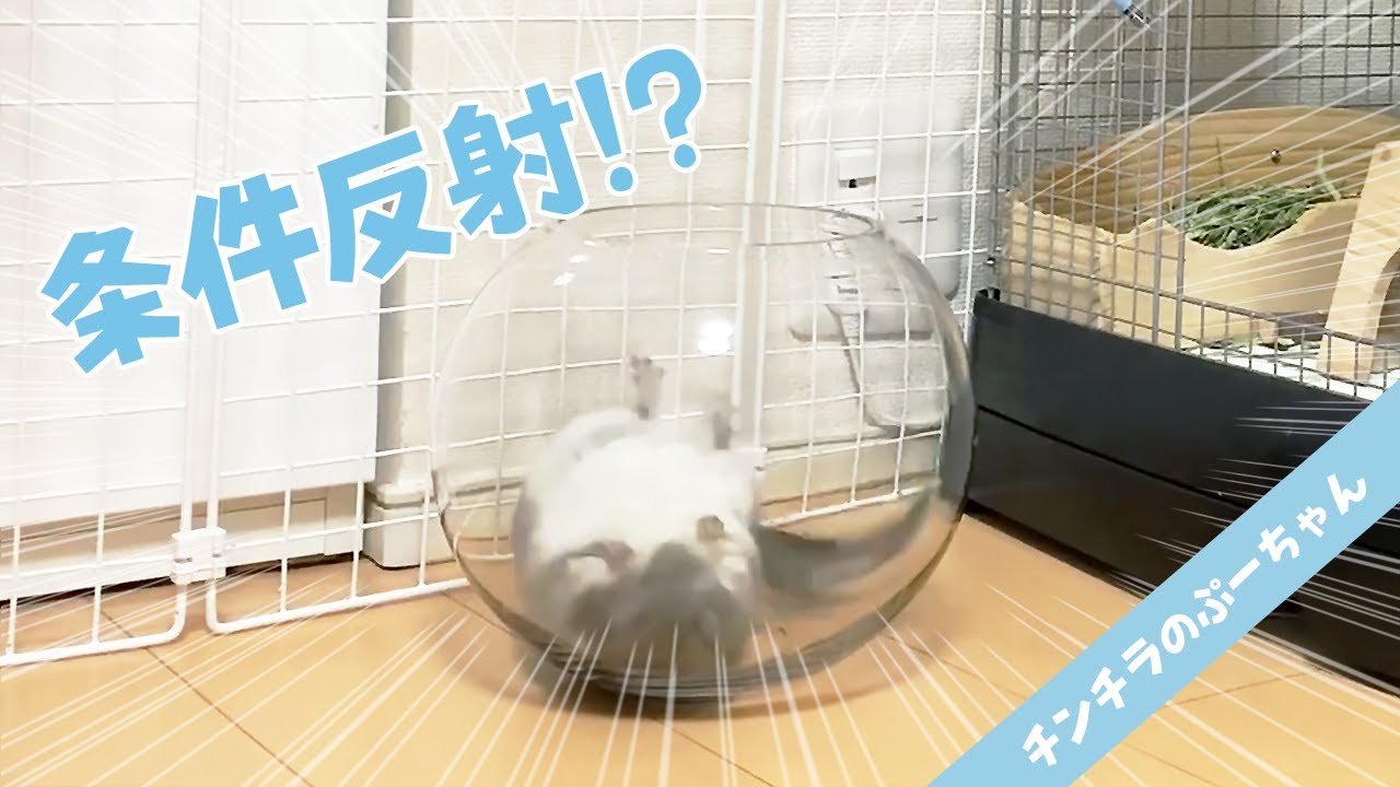 チンチラの飼い方は 長く幸せに暮らす為にも知っておきたい事まとめ 幸せなペットライフを過ごすために