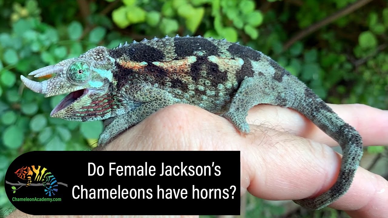 Do Female Jackson Chameleons Have Horns?