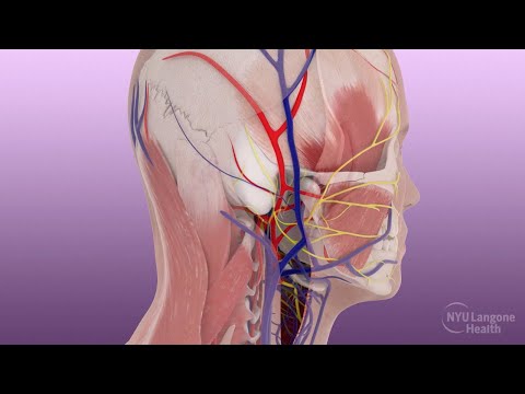 Joe DiMeo Face and Double Hand Transplant Surgical Animation 2021